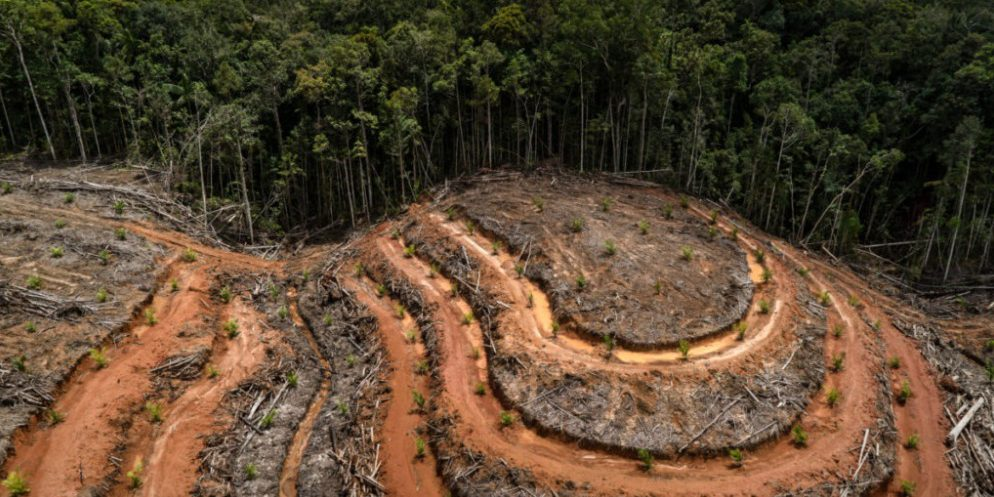 Deforestation
